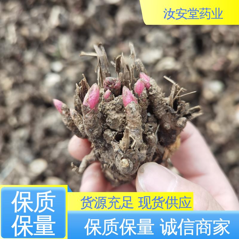 汝安堂 免费提供种植技术指导 种销一站式服务 白芍芽子供应