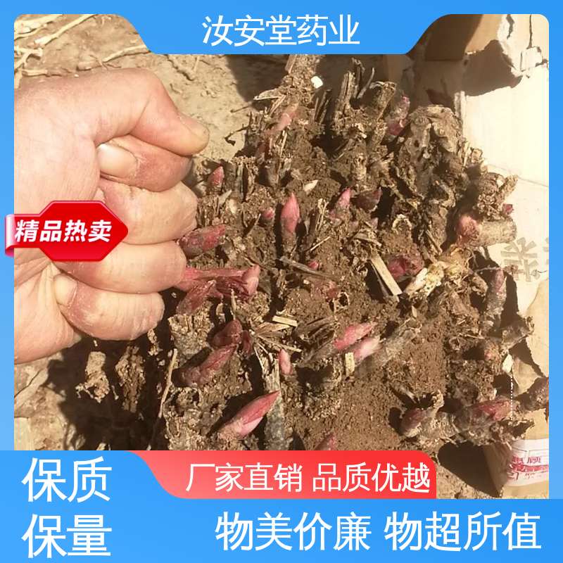 中药材白芍芽 新鲜嫩芽 好种植好管理 应用场景丰富 汝安堂