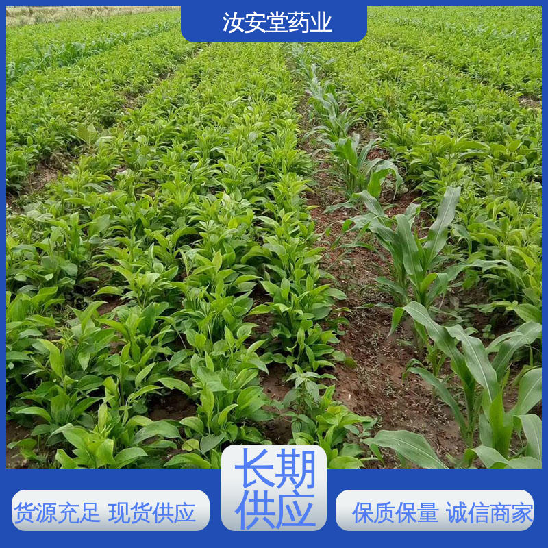 品种多样 进行科学种植 应用场景丰富 药材白术种子 汝安堂