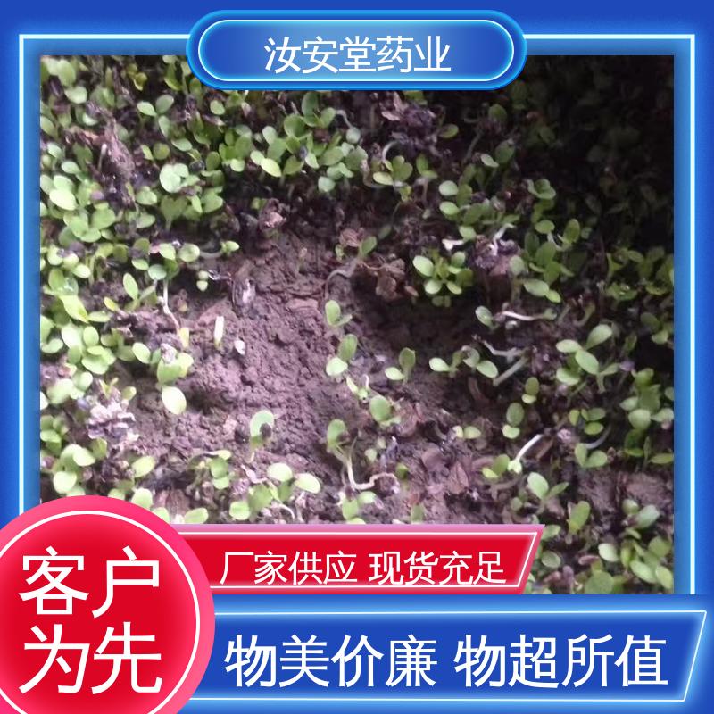 中药材白术种子 成活率高 提供种植技术 可大面积栽种 汝安堂