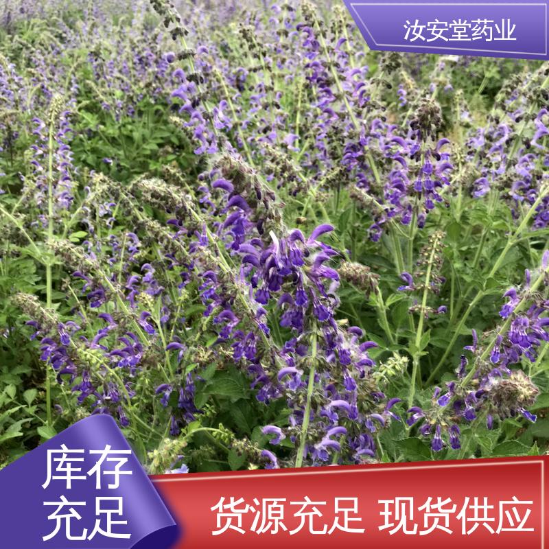 成活率高 提供种植技术 应用场景丰富 丹参苗供应 汝安堂