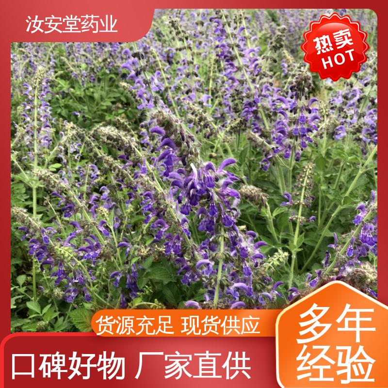 汝安堂 规模化栽种 中药材丹参苗 成活率高 提供种植技术 