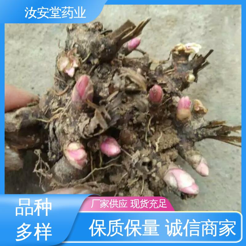 宜晾干贮存 抗旱能力好 支持配送上门 正宗白芍芽供应 汝安堂