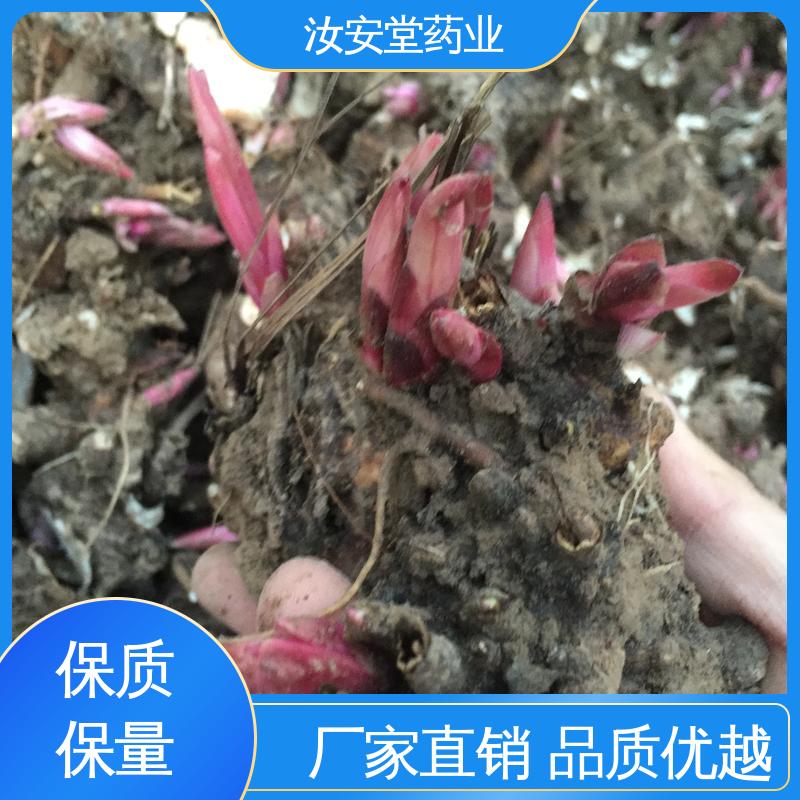 白芍芽子基地 新鲜嫩芽 好种植好管理 应用场景丰富 汝安堂