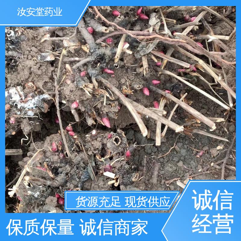 白芍芽子基地 规模化种植 成活率高 可大面积栽种 汝安堂