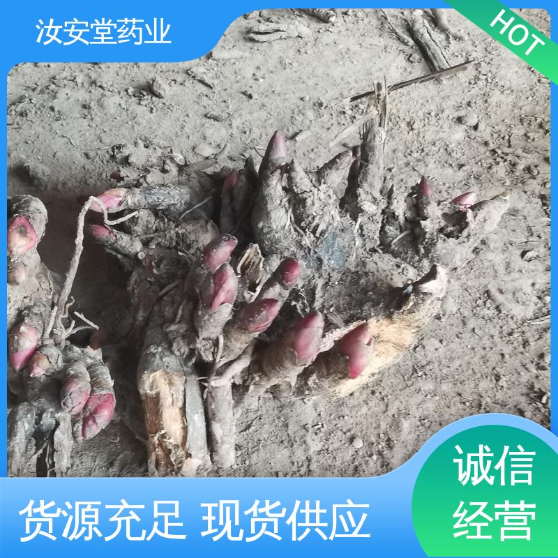 汝安堂 量小可发快递 绿化护坡固土草种籽 供应白芍芽苗