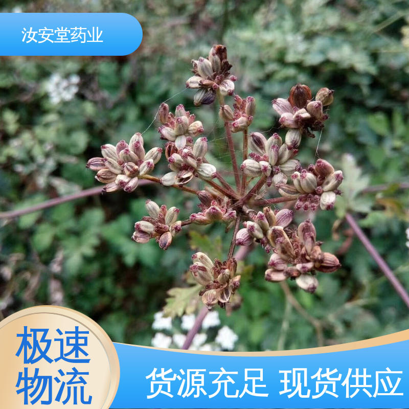干燥通风处储存 颗粒饱满 应用场景丰富 厂家供应前胡种子 汝安堂