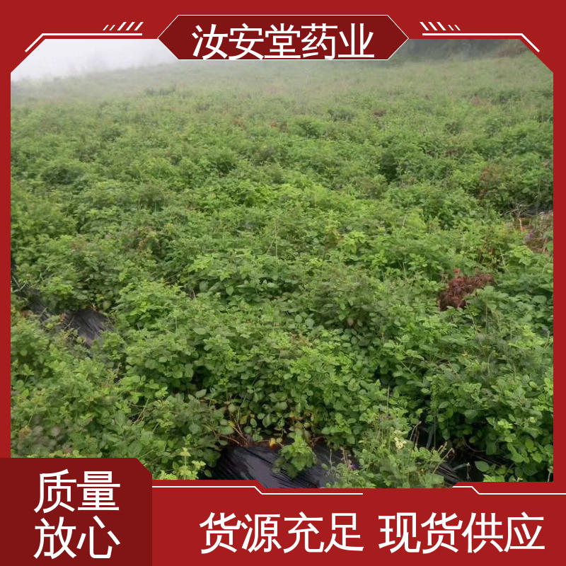 汝安堂 丹参苗种苗 一站式服务 成活率高 提供种植技术 