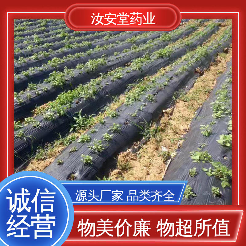 汝安堂 批发丹参苗 栽培技术优良 包成活率 规模化栽种 