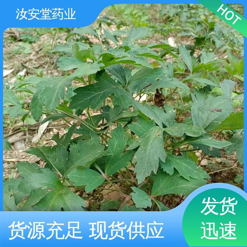 汝安堂 正品白花前胡种子 干燥通风处储存 适宜土层深厚的夹沙土