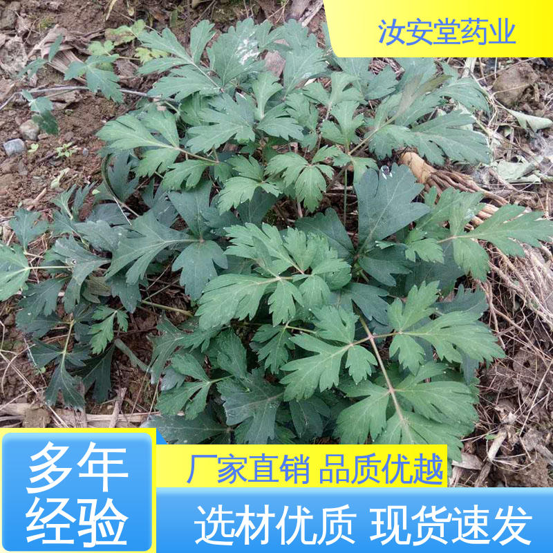 汝安堂 供应白花前胡种子 支持配送上门 适宜土层深厚的夹沙土