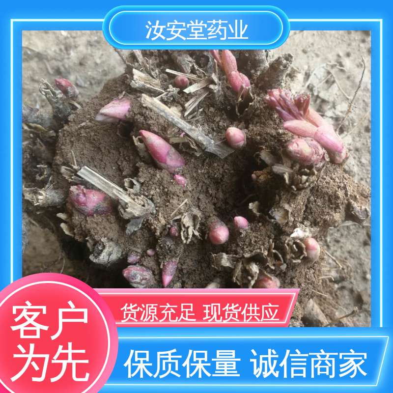 栽培技术优良 包成活率 可大面积栽种 中药材白芍芽 汝安堂