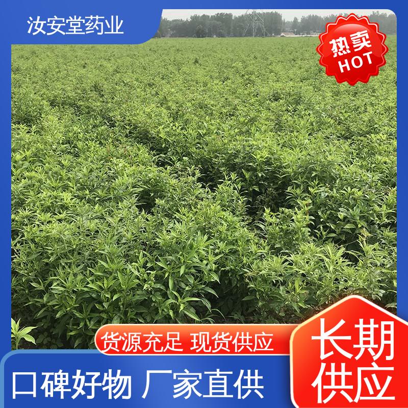 汝安堂 灵活合理选择栽培方式 药材白术种子 应用场景丰富