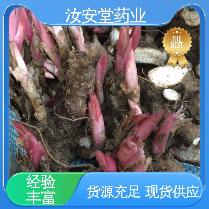 汝安堂 免费提供种植技术指导 支持配送上门 中药材白芍芽