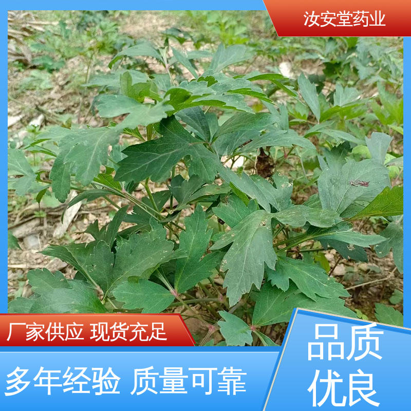 汝安堂 用于家庭园艺 晾干贮存 白花前胡种子质优 可大面积栽种