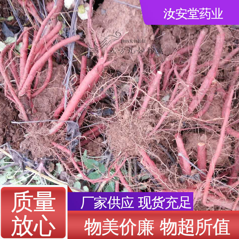 可大面积栽种 丹参苗产地 成活率高 提供种植技术 汝安堂