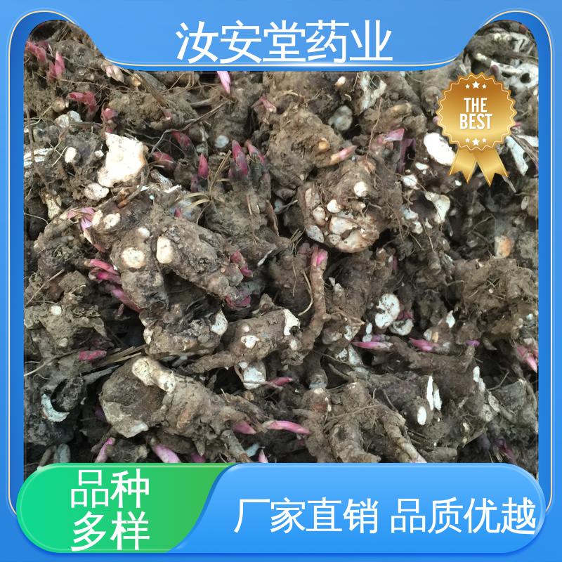 汝安堂 可大面积栽种 进行科学配比 品种齐全 白芍芽子基地