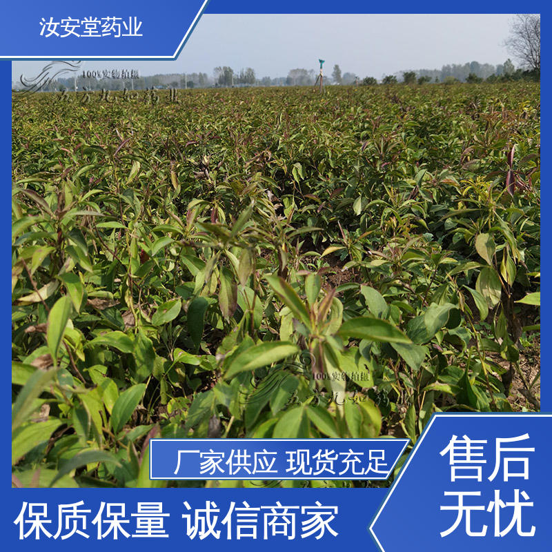 栽培技术优良 包成活率 支持快递发货 白术种子供应 汝安堂