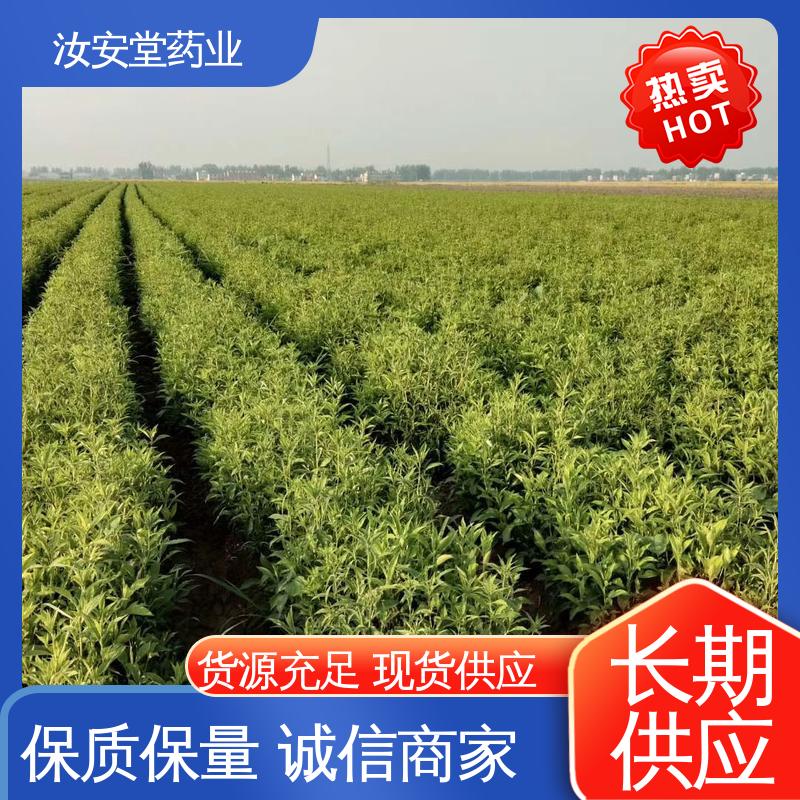 一站式服务 宜晾干贮存 抗旱能力好 白术种苗供应 汝安堂