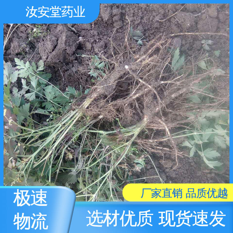 汝安堂 前胡种子厂家批发 绿化护坡固土草种籽 可大面积栽种