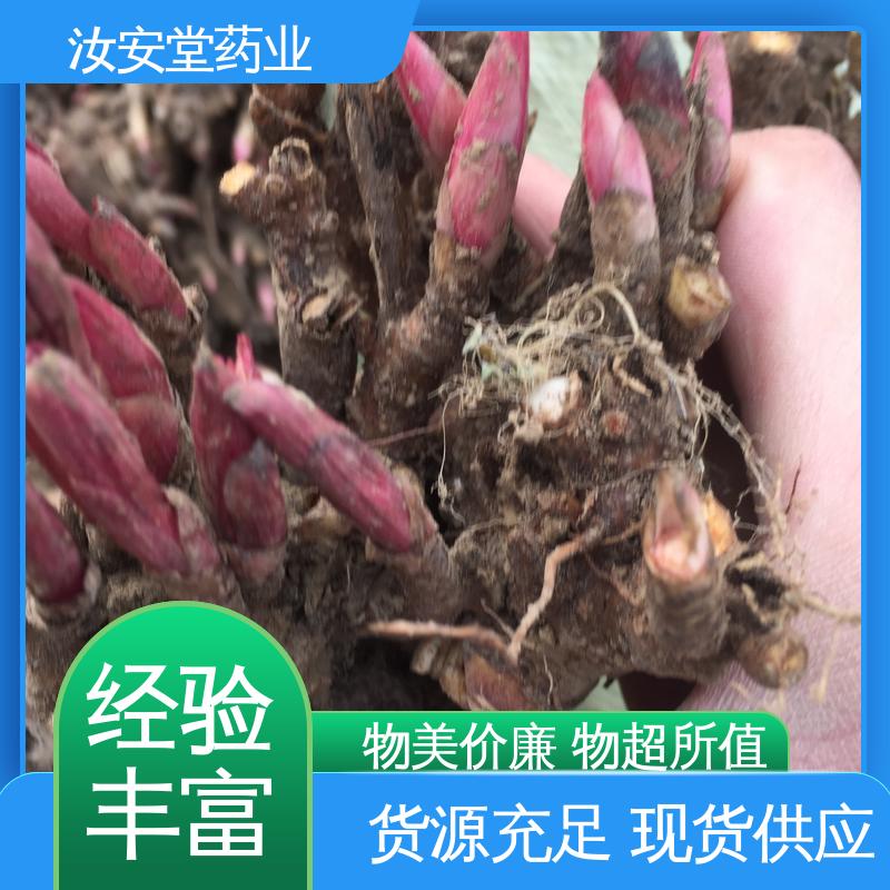 汝安堂 应用场景丰富 免费提供种植技术指导 正宗白芍芽供应