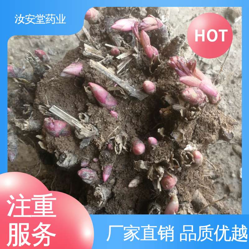 可大面积栽种 中药材白芍芽 适用于疏松肥沃沙质土壤 汝安堂