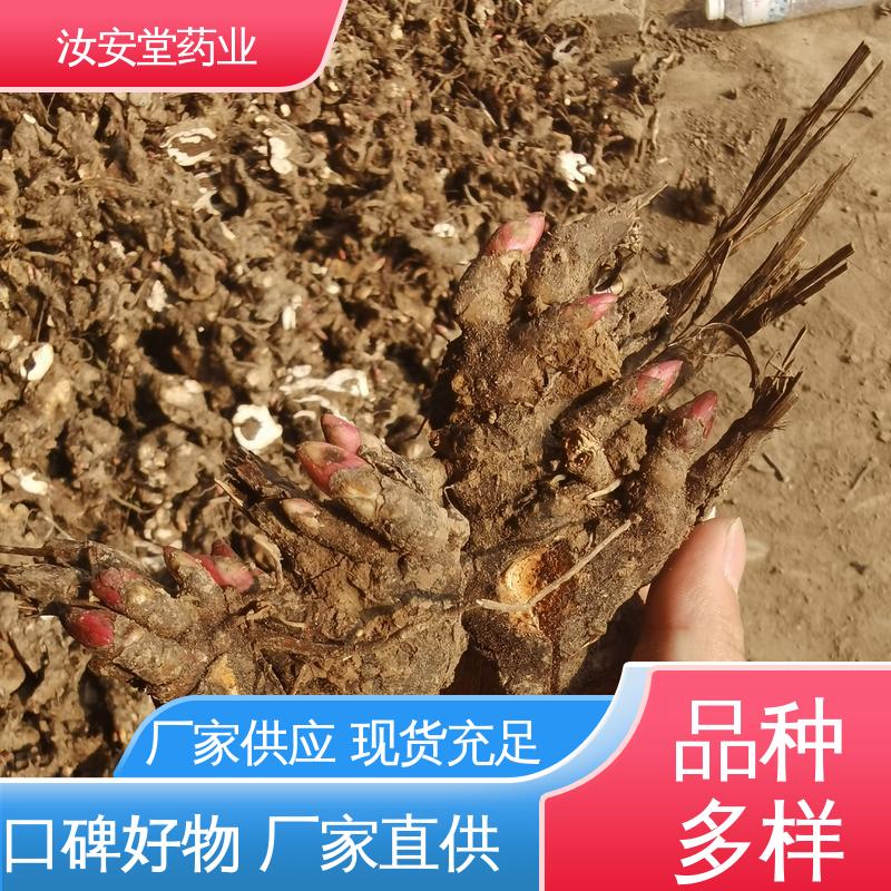 量小可发快递 新鲜嫩芽 好种植好管理 白芍芽头供应 汝安堂