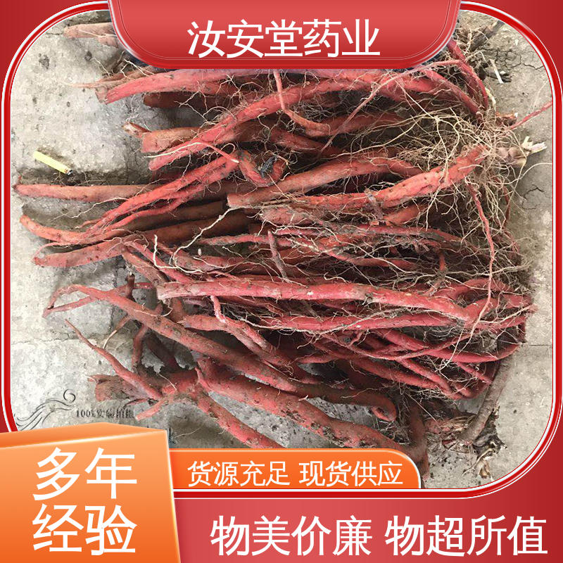  丹参苗供应 品种多样 进行科学种植 可大面积栽种 汝安堂