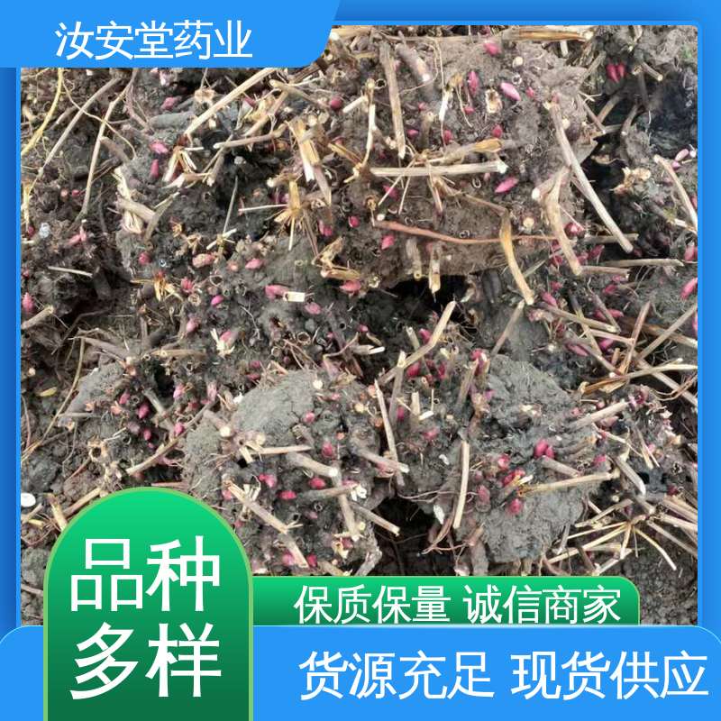 新鲜嫩芽 好种植好管理 支持配送上门 中药材白芍芽 汝安堂