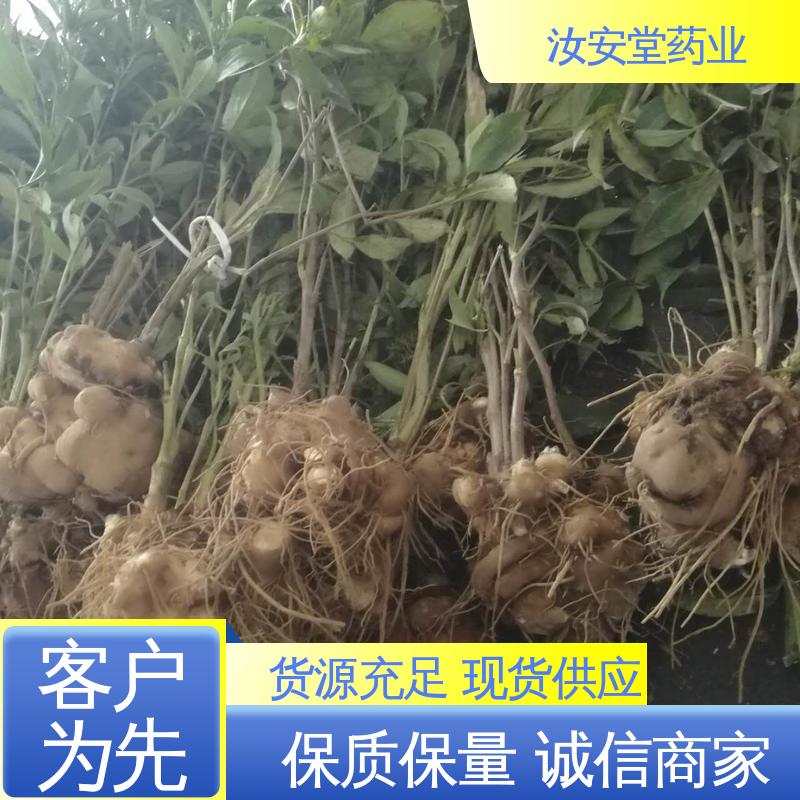 汝安堂 品种多样 进行科学种植 批发改良白术种子 可大面积栽种 