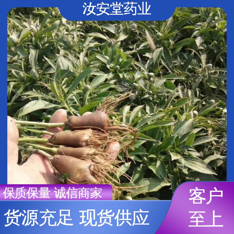 栽培技术优良 包成活率 供应白术种子 可大面积栽种 汝安堂