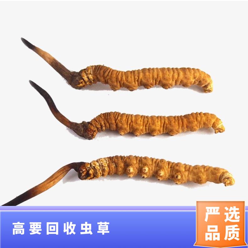 高要回收虫草礼盒装 散装冬虫夏草回收多少钱一克 收购茅台酒 洋酒