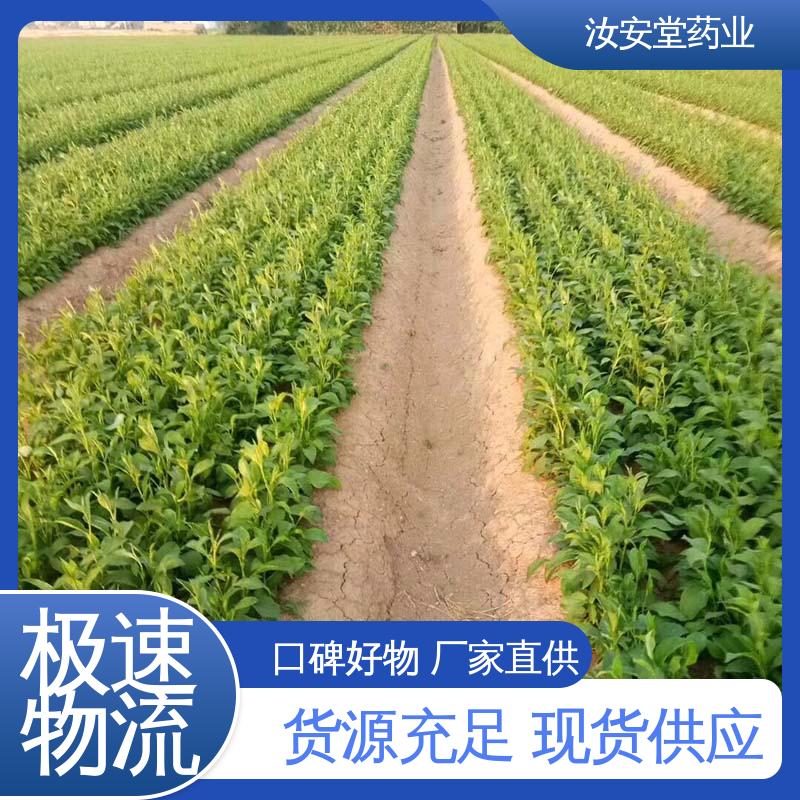 汝安堂 栽培技术优良 包成活率 白术种子供应 可大面积栽种