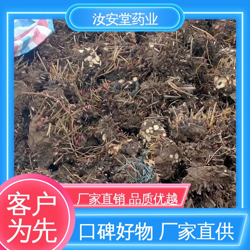 中药材白芍芽 支持配送上门 栽培技术优良 包成活率 汝安堂