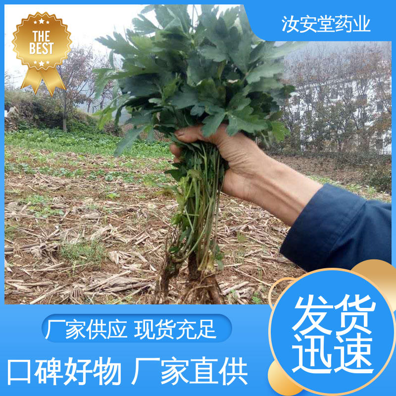 发芽率好 量小可快递 白花前胡种子质优 提供技术指导 汝安堂