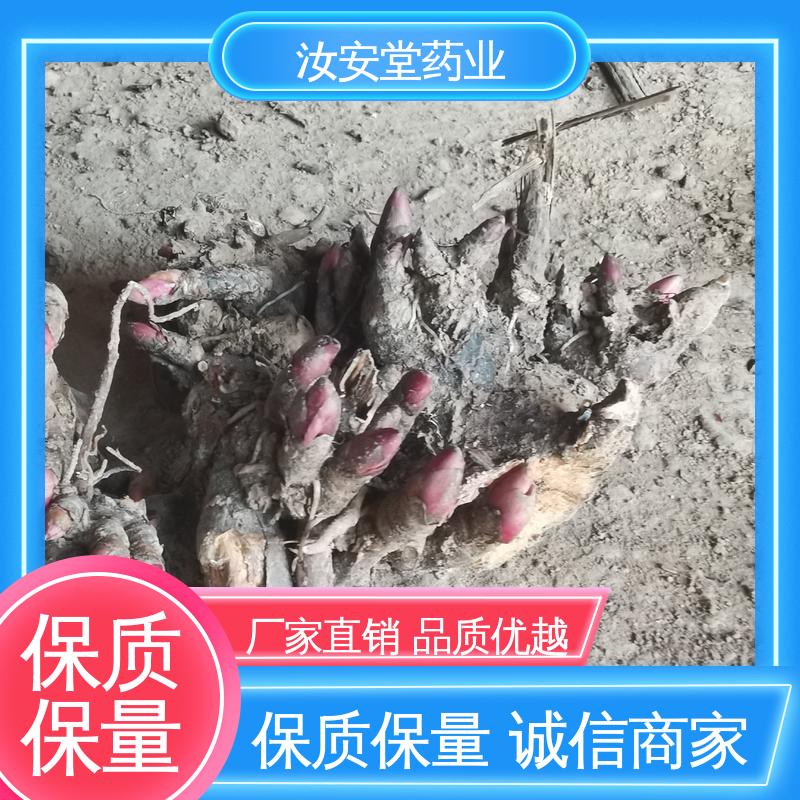 免费提供种植技术指导 供应白芍芽苗 量小可发快递 汝安堂