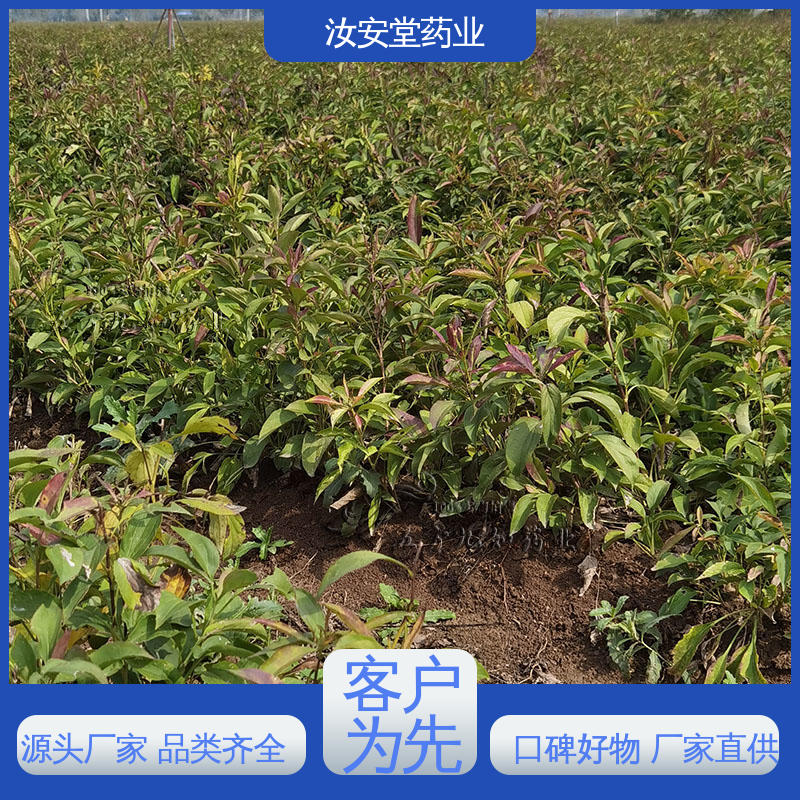 汝安堂 品种多样 进行科学种植 改良白术种子 可大面积栽种