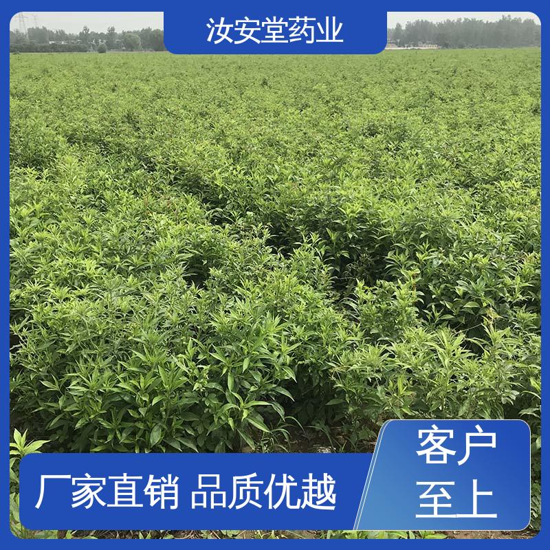 栽培技术优良 包成活率 可大面积栽种 白术种苗供应 汝安堂