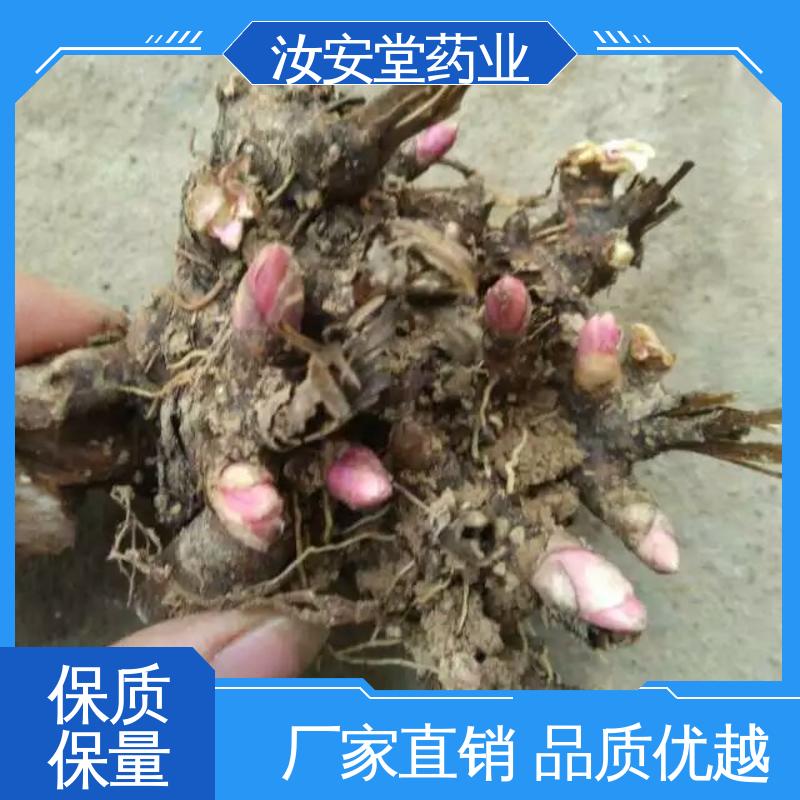 汝安堂 可大面积栽种 绿化护坡固土草种籽 白芍芽子供应