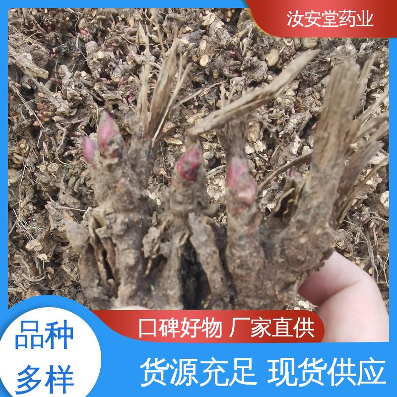 支持配送上门 白芍芽子供应 规模化种植 成活率高 汝安堂