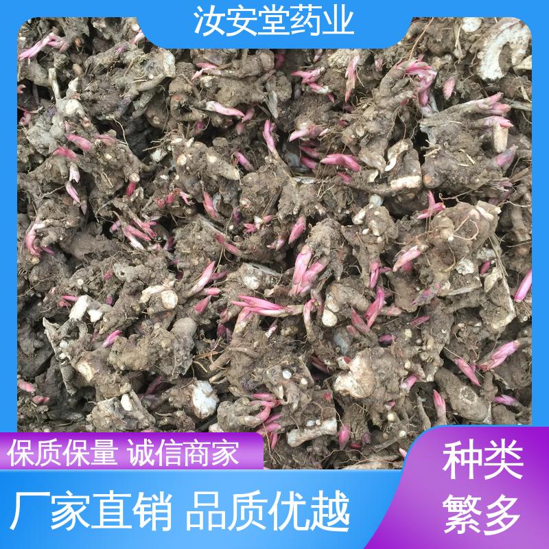 汝安堂 白芍芽头供应 应用场景丰富 规模化种植 成活率高