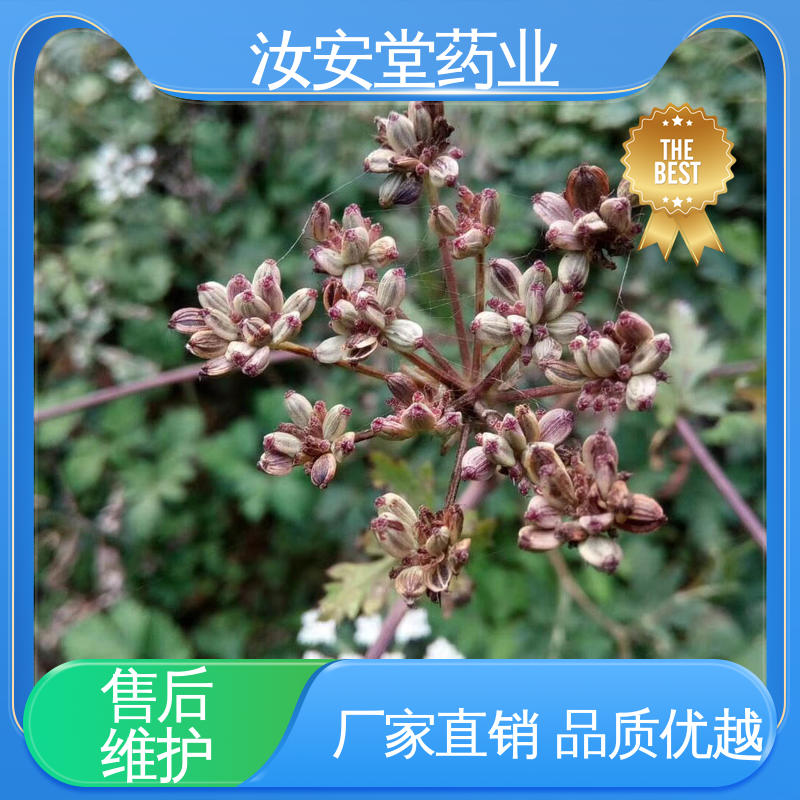  白花前胡种子量大 发芽率好 量小可快递 提供技术指导 汝安堂