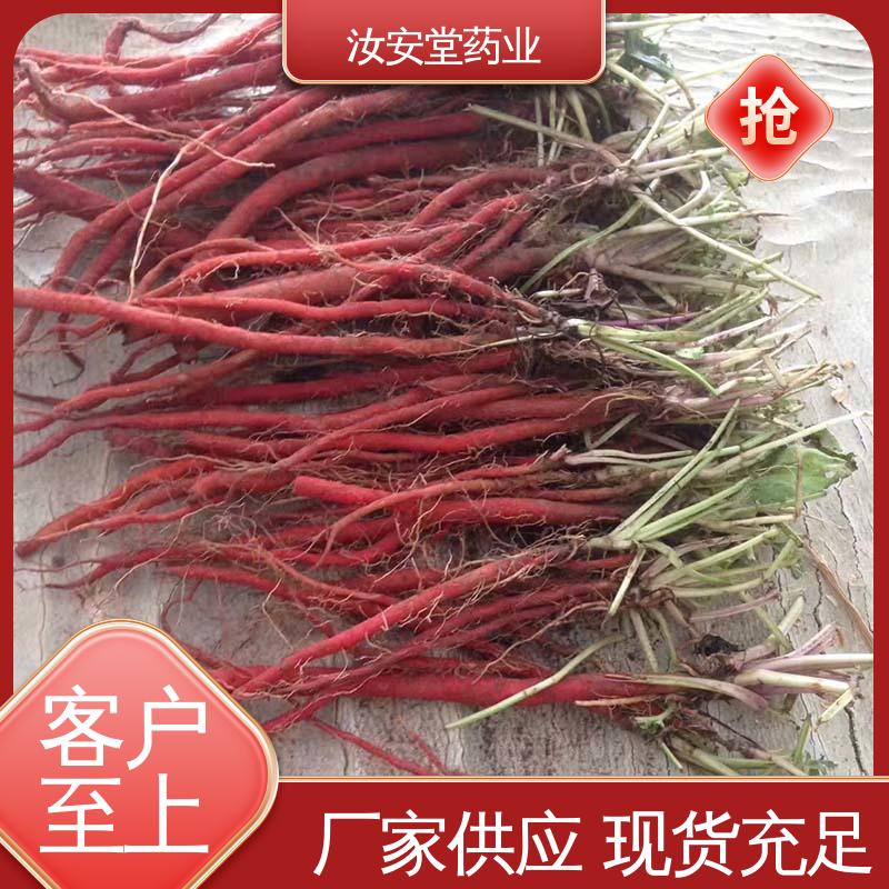 支持快递发货 栽培技术优良 包成活率 中药材丹参苗 汝安堂