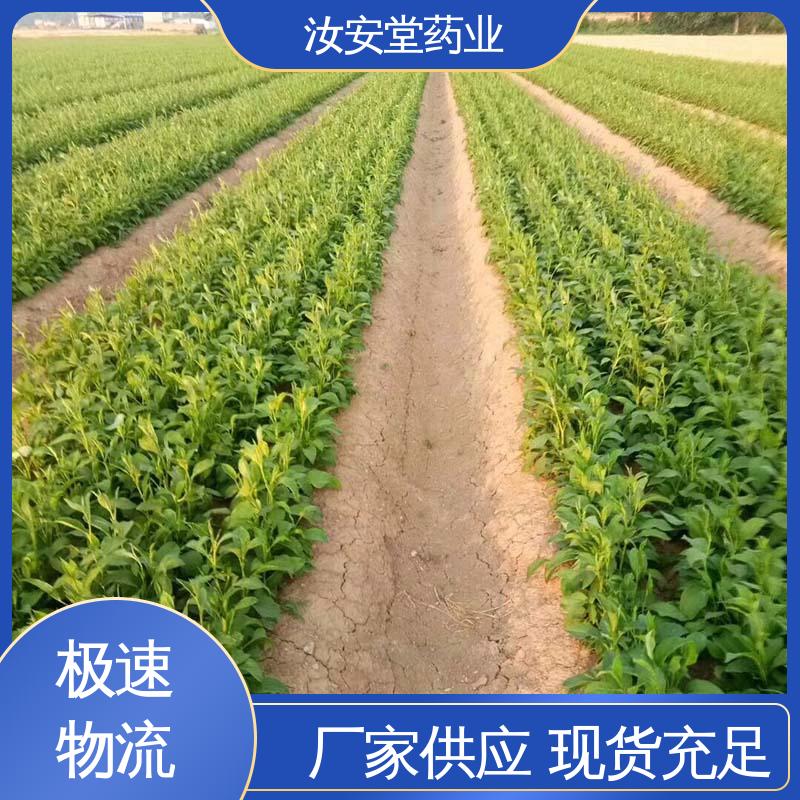 汝安堂 品种多样 进行科学种植 一站式服务 改良白术种子供应