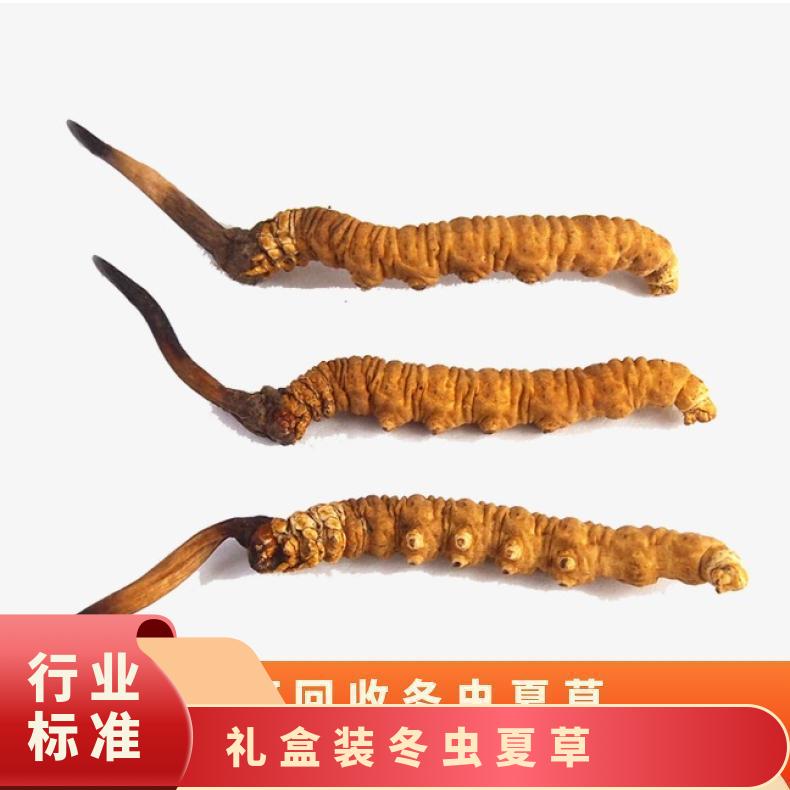 回收冬虫夏草 否 克 散装礼盒装 长期 炖肉 冷藏 防蛀 棕黄色