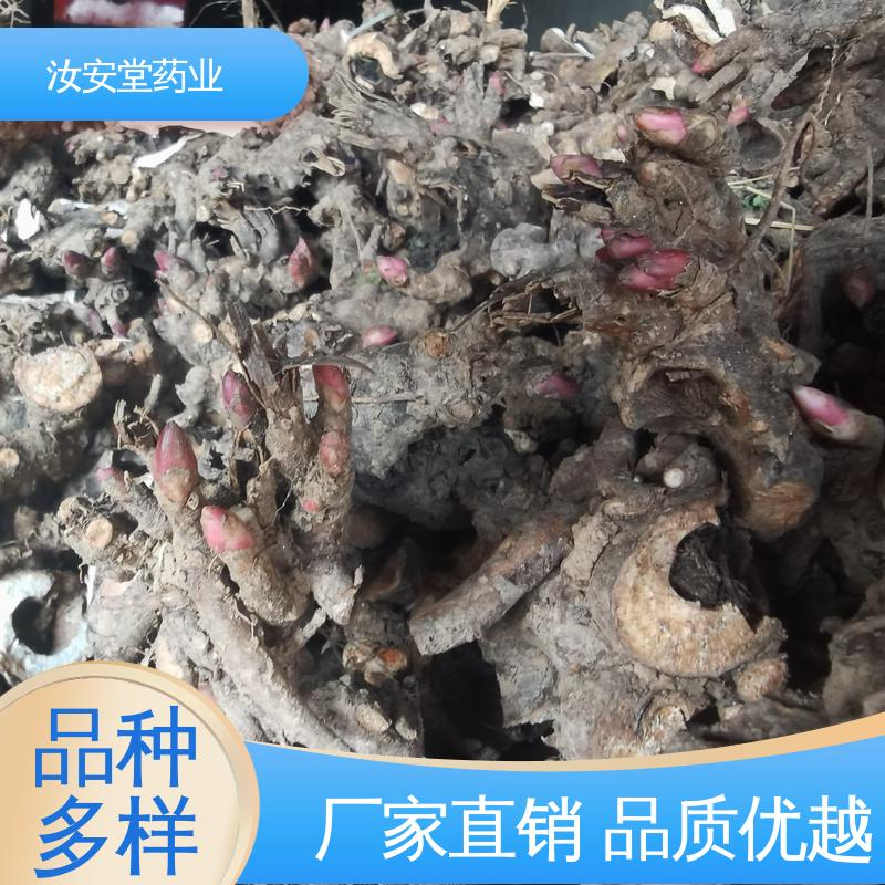 白芍芽子供应 种销一站式服务 栽培技术优良 包成活率 汝安堂