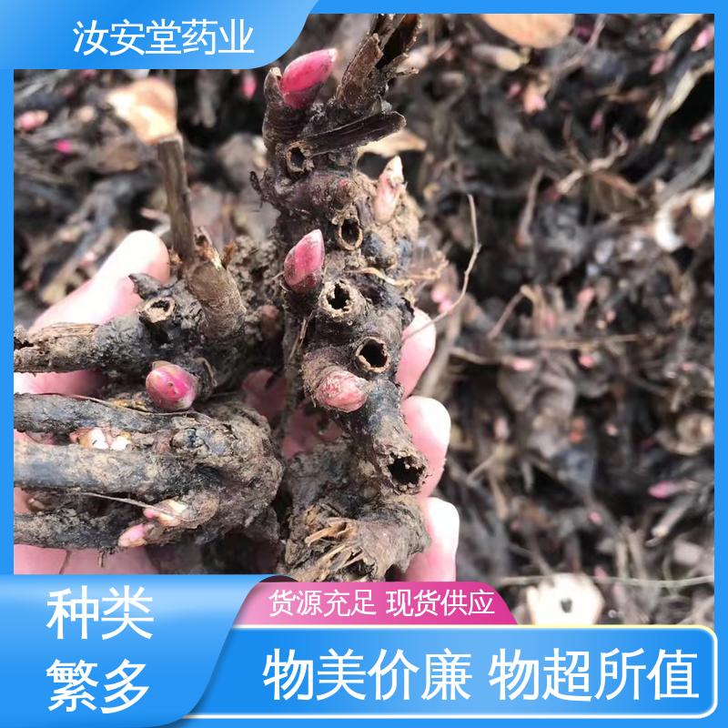 量小可发快递 免费提供种植技术指导 正宗白芍芽供应 汝安堂