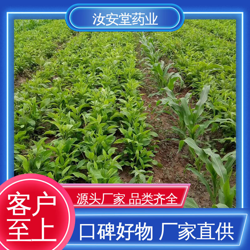 汝安堂 支持快递发货 药材白术种子 宜晾干贮存 抗旱能力好