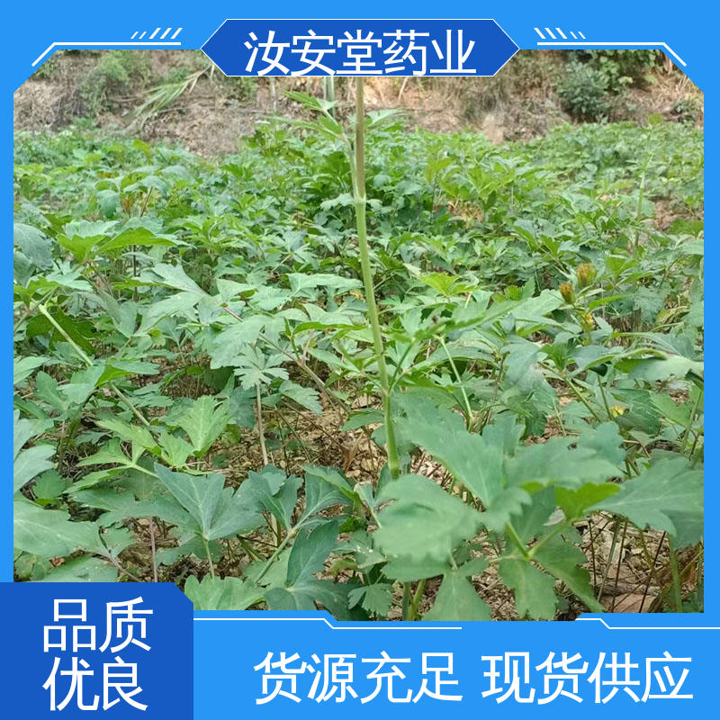 汝安堂 药用白花前胡种子 干燥通风处储存 培育园林绿化成品苗