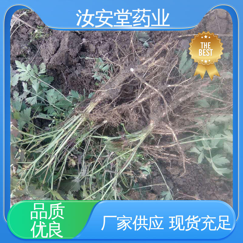 发芽率好 量小可快递 白花前胡种子亩产量 干燥通风处储存 汝安堂